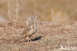 Mistle Thrush (Turdus viscivorus)