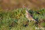 Mistle Thrush (Turdus viscivorus)