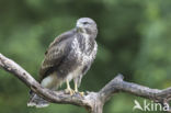 Common Buzzard (Buteo buteo)
