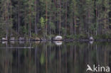 Parelduiker (Gavia arctica)