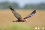 Bruine Kiekendief (Circus aeruginosus)