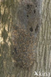 Oak processionary  moth (Thaumetopoea processionea)