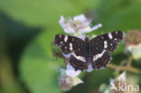 Landkaartje (Araschnia levana)