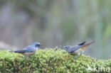 Gekraagde Roodstaart (Phoenicurus phoenicurus)