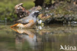 Gekraagde Roodstaart (Phoenicurus phoenicurus)