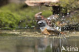 Common Redstart (Phoenicurus phoenicurus)