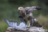 Common Buzzard (Buteo buteo)