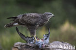 Common Buzzard (Buteo buteo)