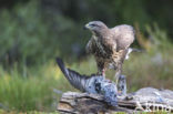 Common Buzzard (Buteo buteo)