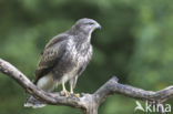 Common Buzzard (Buteo buteo)