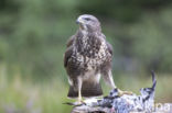 Common Buzzard (Buteo buteo)