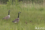 Canadese Gans (Branta canadensis)