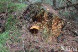 Houtboleet (Pulveroboletus lignicola)