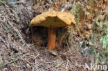 Houtboleet (Pulveroboletus lignicola)