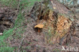 Houtboleet (Pulveroboletus lignicola)