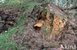 Houtboleet (Pulveroboletus lignicola)