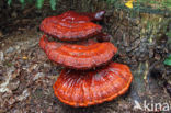 Gesteelde lakzwam (Ganoderma lucidum)