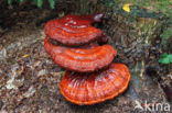 Gesteelde lakzwam (Ganoderma lucidum)