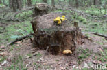 Houtboleet (Pulveroboletus lignicola)