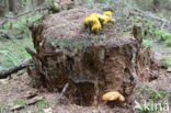 Houtboleet (Pulveroboletus lignicola)