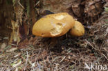 Houtboleet (Pulveroboletus lignicola)