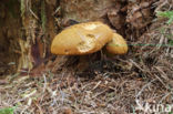 Houtboleet (Pulveroboletus lignicola)