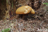 Houtboleet (Pulveroboletus lignicola)