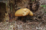 Houtboleet (Pulveroboletus lignicola)