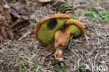 Houtboleet (Pulveroboletus lignicola)