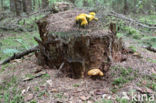 Houtboleet (Pulveroboletus lignicola)