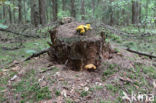 Houtboleet (Pulveroboletus lignicola)