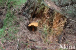 Houtboleet (Pulveroboletus lignicola)