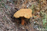 Houtboleet (Pulveroboletus lignicola)