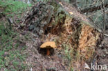 Houtboleet (Pulveroboletus lignicola)