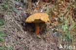 Pulveroboletus lignicola