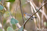 Red-breasted Flycatcher (Ficedula parva)