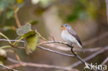 Red-breasted Flycatcher (Ficedula parva)