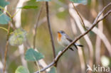 Red-breasted Flycatcher (Ficedula parva)