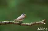 Red-breasted Flycatcher (Ficedula parva)