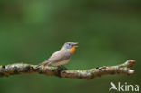 Red-breasted Flycatcher (Ficedula parva)