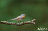 Red-breasted Flycatcher (Ficedula parva)