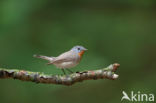 Red-breasted Flycatcher (Ficedula parva)