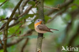 Red-breasted Flycatcher (Ficedula parva)