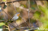 Red-breasted Flycatcher (Ficedula parva)