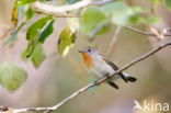 Red-breasted Flycatcher (Ficedula parva)