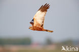 Bruine Kiekendief (Circus aeruginosus)