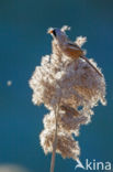 Bearded Reedling (Panurus biarmicus)