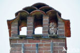 Tawny Owl (Strix aluco)