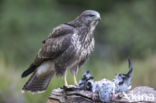 Common Buzzard (Buteo buteo)