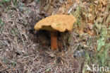 Pulveroboletus lignicola